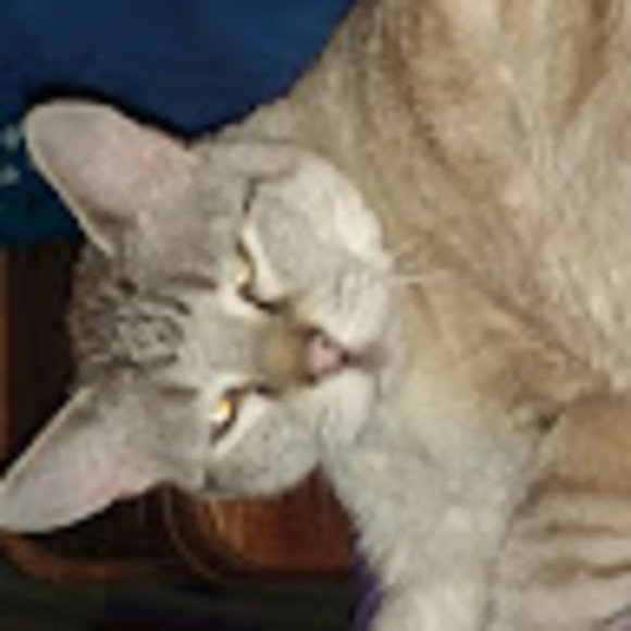 Meet your Posher, Jacolynne - Picture 2 of 3